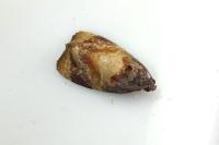 Ditula angustiorana