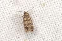 Bryotropha