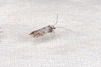 Paraswammerdamia albicapitella