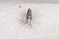 Paraswammerdamia albicapitella