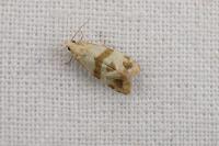 Phalonidia contractana