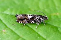 Pammene argyrana