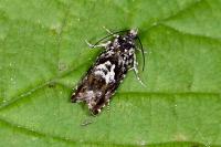 Pammene argyrana