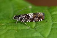 Pammene argyrana
