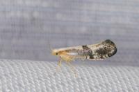 Argyresthia spinosella