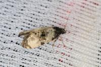 Cochylichroa atricapitana