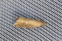 Grapholita gemmiferana
