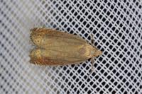 Grapholita gemmiferana
