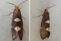 Incurvaria masculella