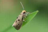 Tinea trinotella