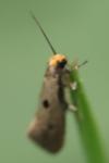 Tinea trinotella