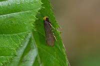 Incurvaria koerneriella