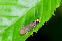 Incurvaria koerneriella