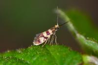 Micropterix rothenbachii