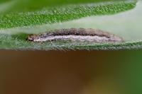 Ypsolopha falcella
