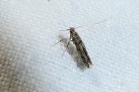 Acrocercops brongniardella