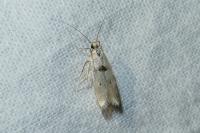Mirificarma cytisella
