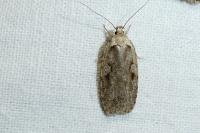 Agonopterix ocellana