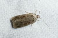 Agonopterix ocellana