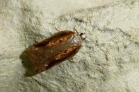 Acleris cristana