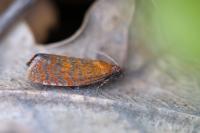 Argyroploce arbutella