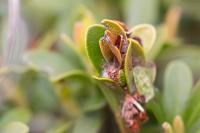 Argyroploce arbutella
