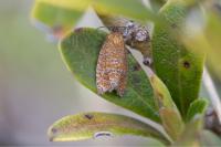 Argyroploce arbutella