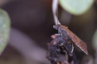 Argyroploce arbutella