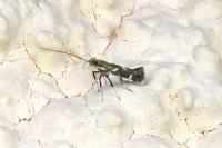 Calybites phasianipennella