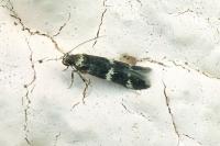 Oegoconia