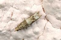 Crocidosema plebejana