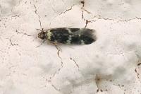 Oegoconia