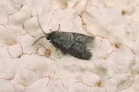 Penestoglossa dardoinella