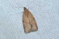 Clepsis consimilana