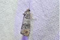 Piniphila bifasciana