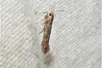 Pyroderces argyrogrammos