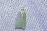 Tortrix viridana