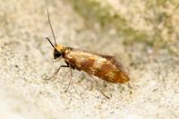 Micropterix tunbergella