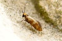 Micropterix tunbergella