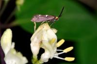 Incurvaria masculella
