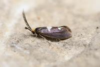 Incurvaria masculella