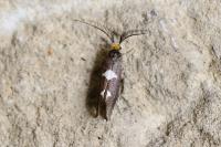 Incurvaria masculella
