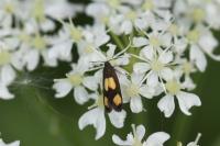 Pammene aurana