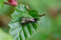 Adela reaumurella