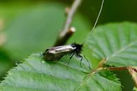 Adela reaumurella