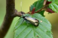 Adela reaumurella