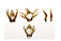 Hysterophora maculosana