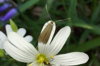 Coleophora lutarea