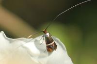 Adela australis