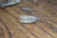 Monochroa rumicetella